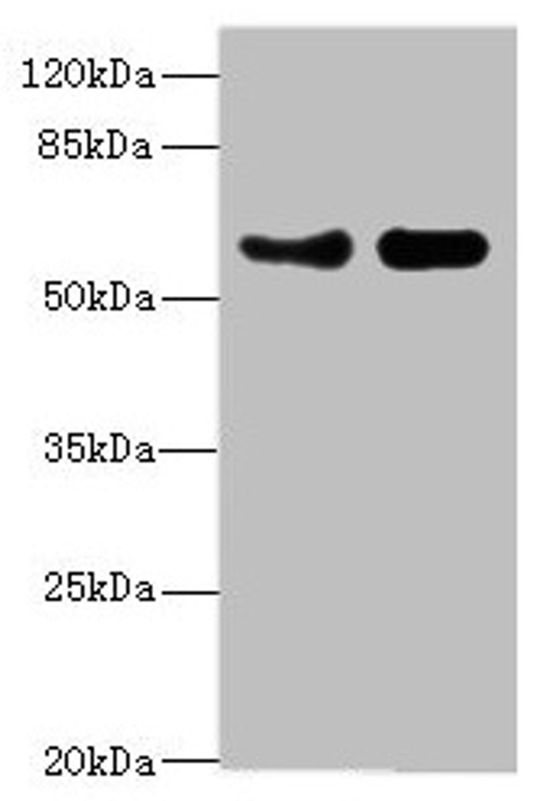 Western blot. All lanes: VANGL1 antibody at 3.38µg/ml. Lane 1: PC-3 whole cell lysate. Lane 2: Hela whole cell lysate. Secondary. Goat polyclonal to rabbit IgG at 1/10000 dilution. Predicted band size: 60 kDa. Observed band size: 60 kDa