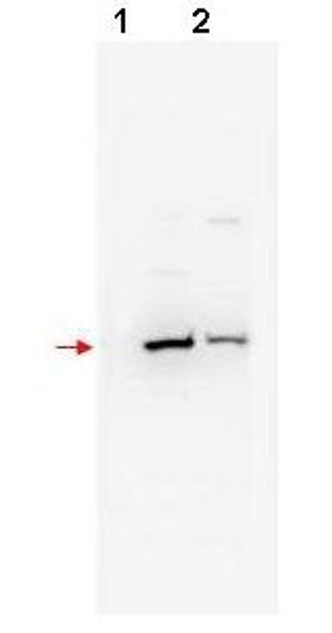 Western blot analysis of shows detection of mouse and human bTrCP2 (arrowhead) in NIH3T3 (lane 1) and 293 (lane 2) whole cell lysates using Beta TrCP2 antibody