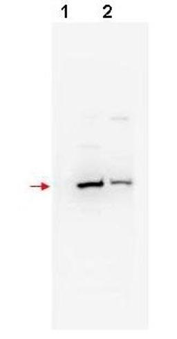 Western blot analysis of shows detection of mouse and human bTrCP2 (arrowhead) in NIH3T3 (lane 1) and 293 (lane 2) whole cell lysates using Beta TrCP2 antibody