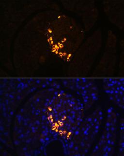 Immunofluorescence - GLP2 antibody (A5009)