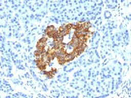 Immunohistochemical staining of human Pancreas tissue using INS antibody