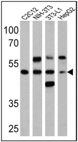 Western Blot: PPAR alpha/NR1C1 [p Ser12] Antibody [NB120-3484] - Analysis of 25 ug of C2C12 (lane 1), NIH-3T3 (lane 2), 3T3-L1 (lane 3) and HepG2 (lane 4) cell lysates onto an SDS polyacrylamide gel.