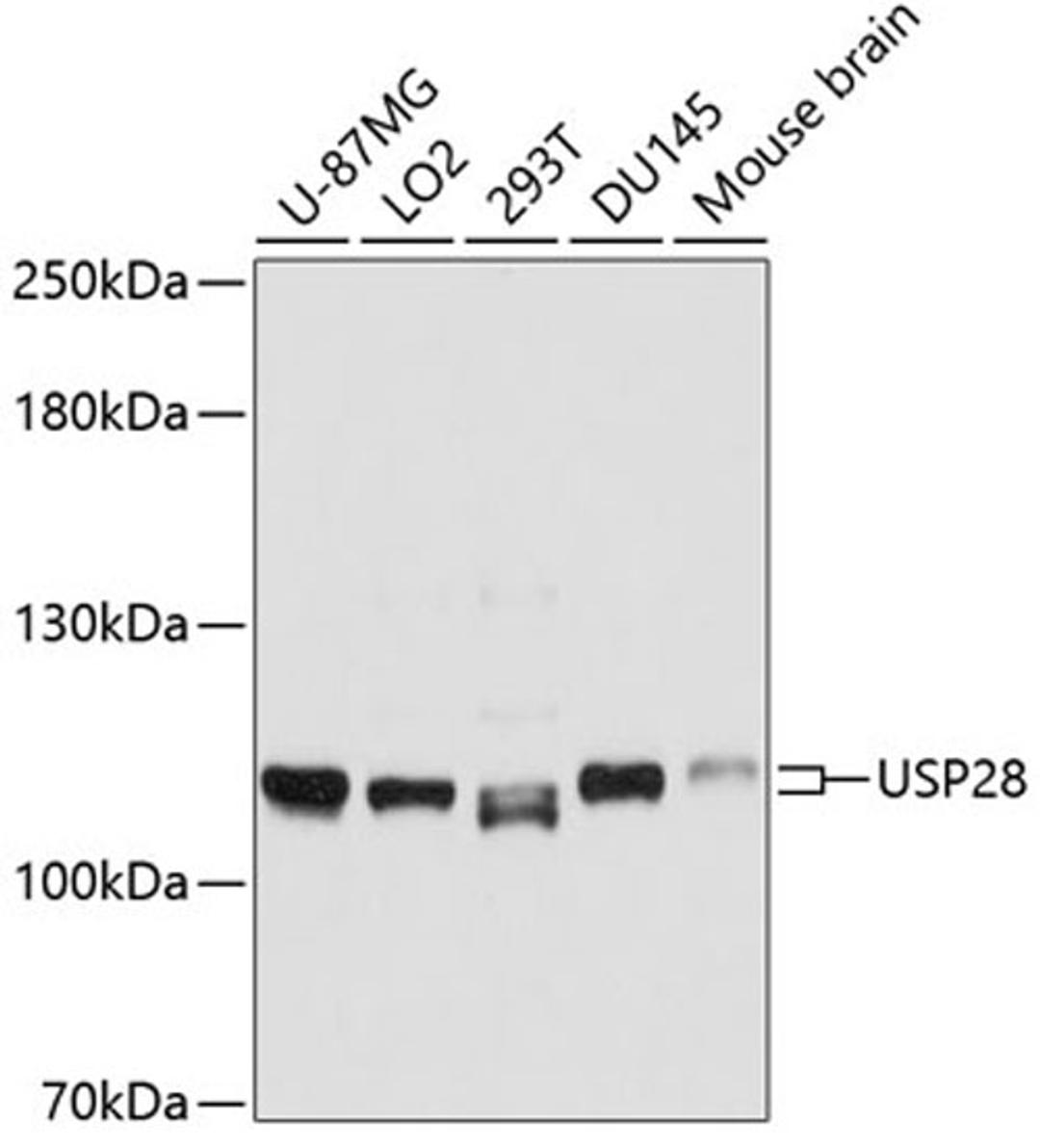 Western blot - USP28 antibody (A10400)