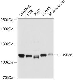 Western blot - USP28 antibody (A10400)