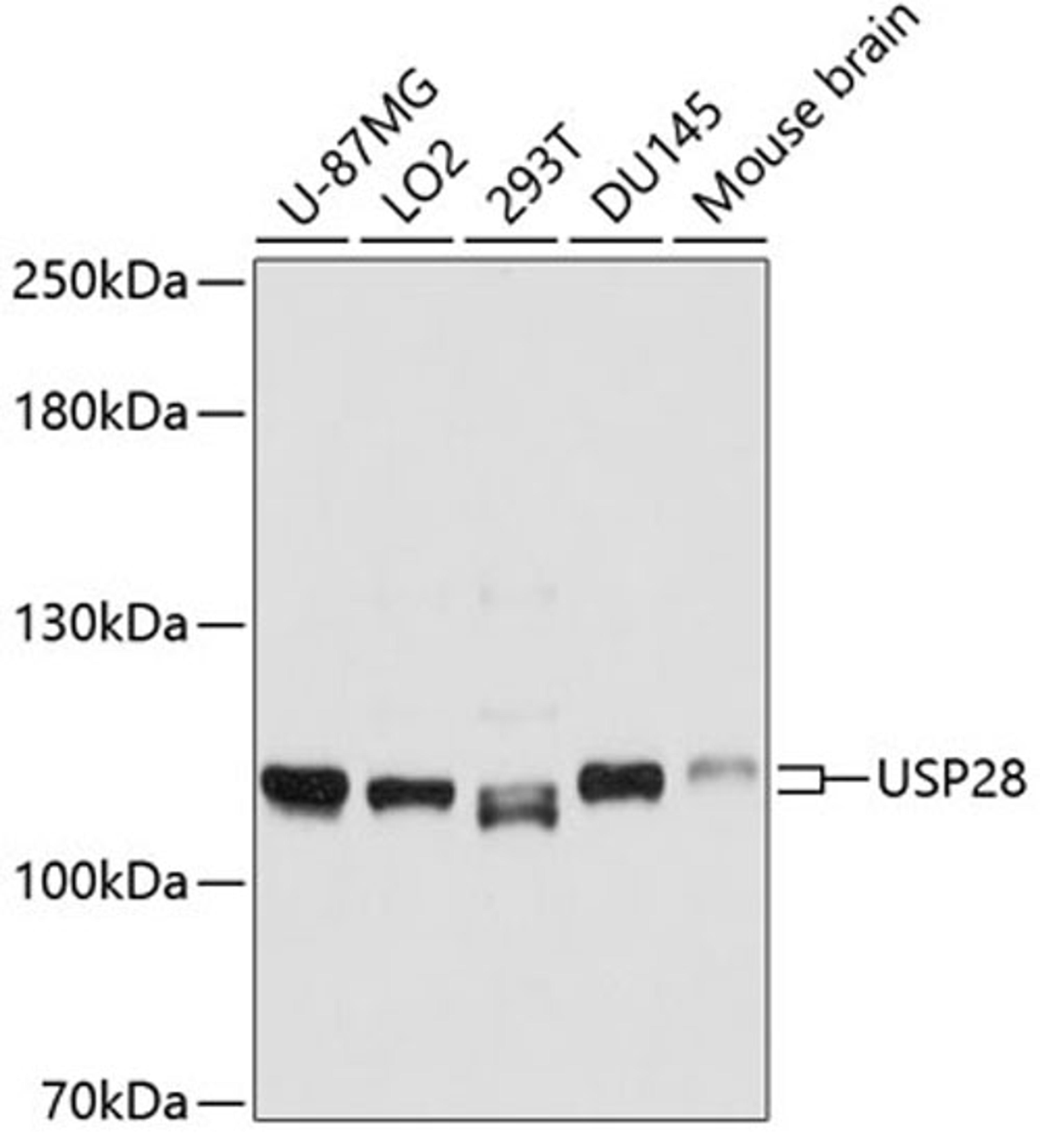 Western blot - USP28 antibody (A10400)