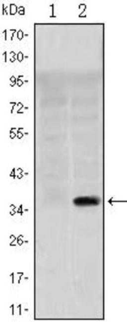 Western Blot: SLC22A1 Antibody (2C5) [NBP1-51684] - Analysis using SLC22A1 mAb against HEK293 (1) and SLC22A1(AA: 284-347)-hIgGFc transfected HEK293 (2) cell lysate.