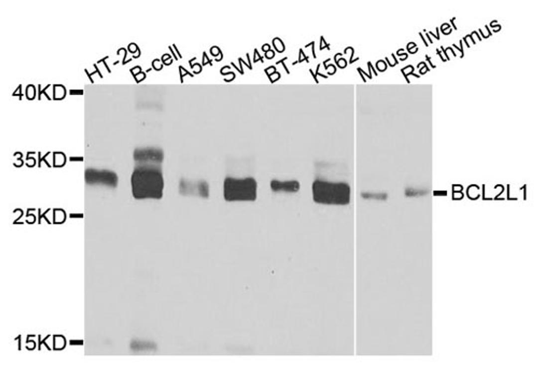 Western blot - BCL2L1 antibody (A0209)