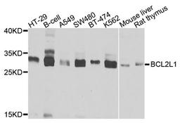 Western blot - BCL2L1 antibody (A0209)