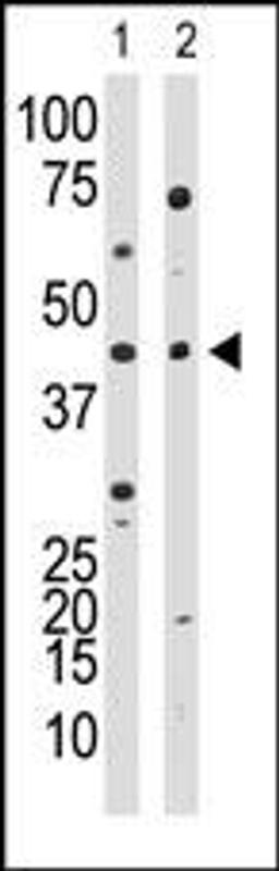 Western blot analysis of anti-YY1 Ctr Pab in HL60 cell lysate (lane 1) and in mouse kidney tissue lysate (lane 2)