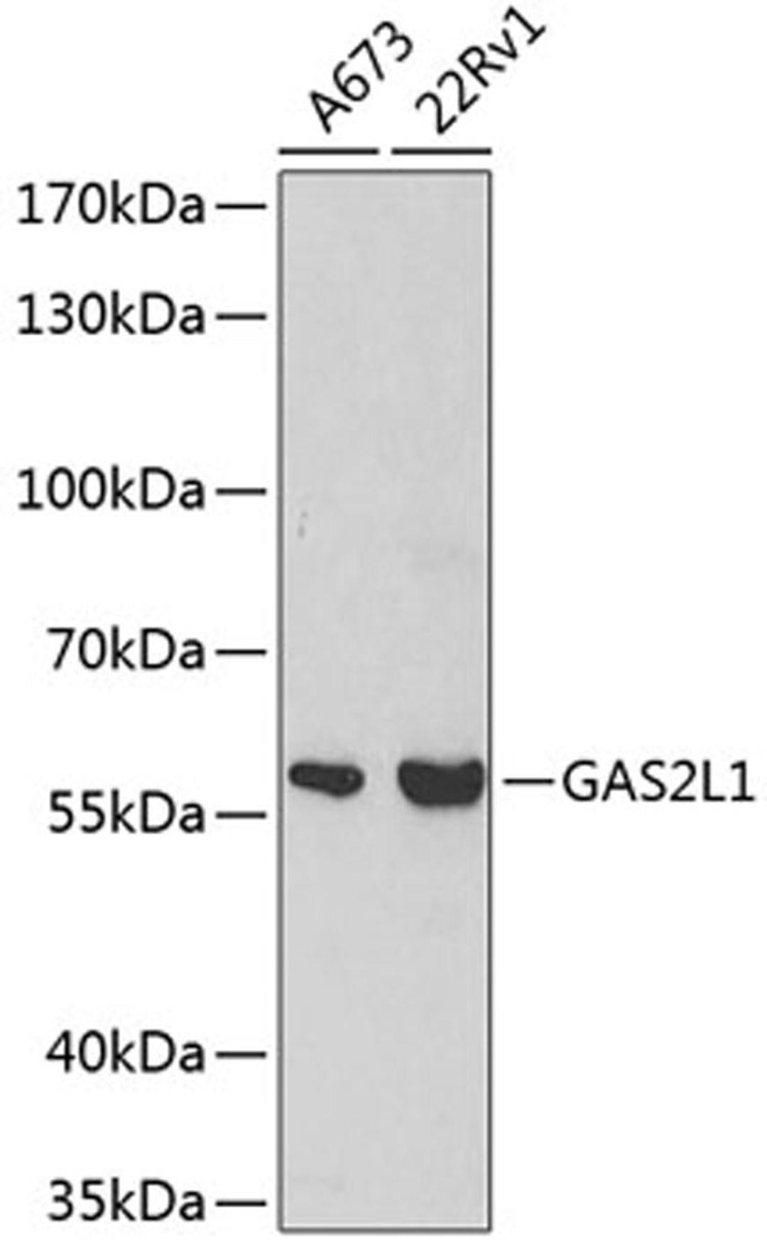 Western blot - GAS2L1 antibody (A2143)