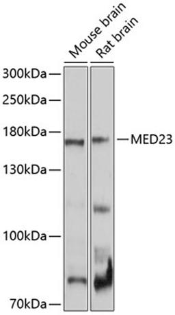 Western blot - MED23 Antibody (A10163)