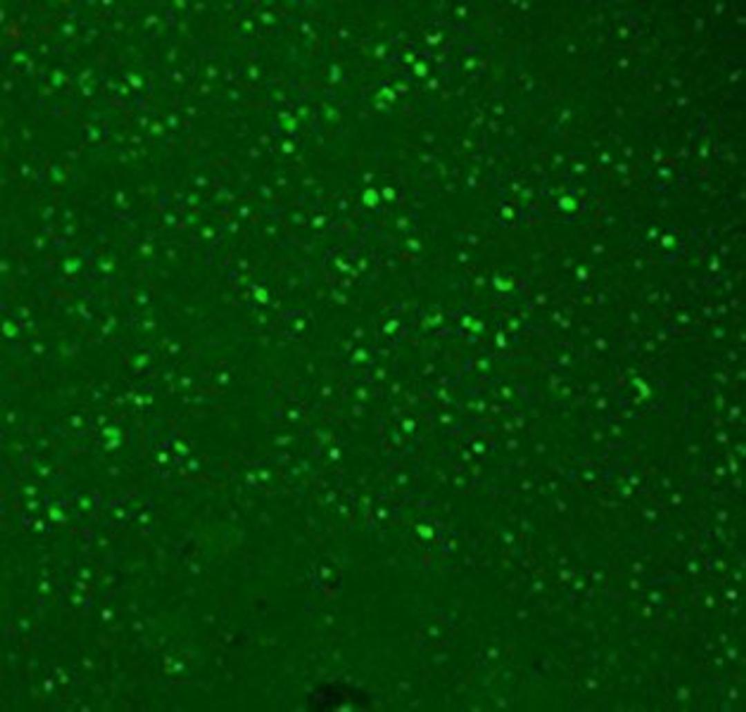 Confocal Immunofluorescence analysis of human hippocampal tissues using HCN3 antibody