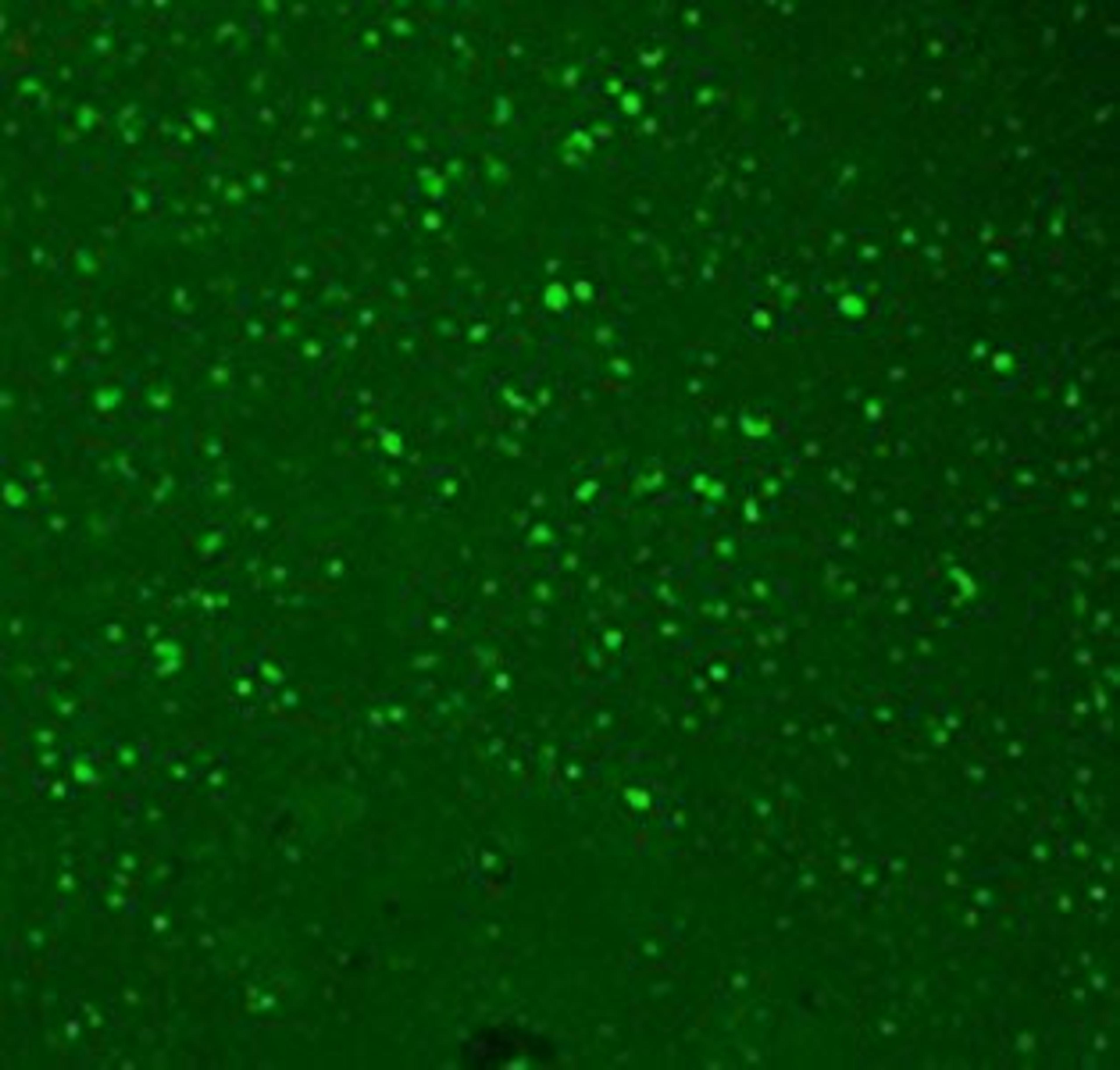 Confocal Immunofluorescence analysis of human hippocampal tissues using HCN3 antibody