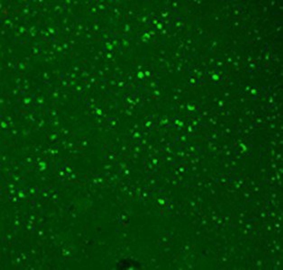 Confocal Immunofluorescence analysis of human hippocampal tissues using HCN3 antibody