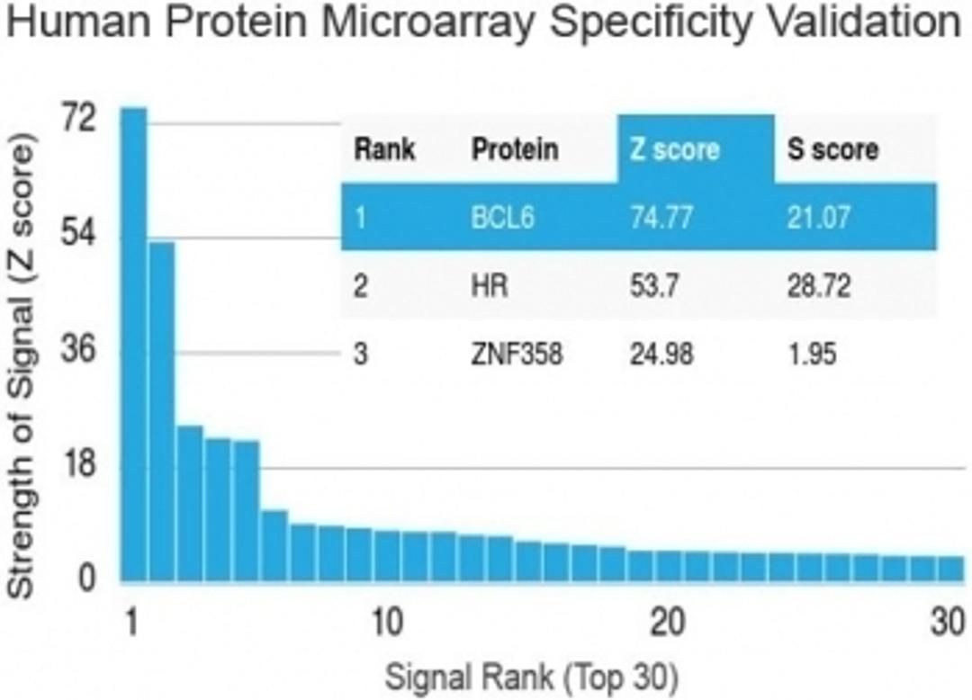 Analysis of HuProt(TM) microarray containing more than 19,000 full-length human proteins using Bcl6 antibody (clone BCL6/1475).  Z- and S- score: The Z-score represents the strength of a signal that an antibody (in combination with a fluorescently-tagged 