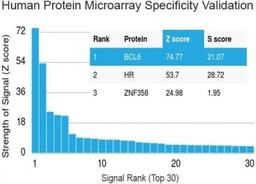 Analysis of HuProt(TM) microarray containing more than 19,000 full-length human proteins using Bcl6 antibody (clone BCL6/1475).  Z- and S- score: The Z-score represents the strength of a signal that an antibody (in combination with a fluorescently-tagged 