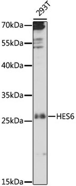 Western blot - HES6 antibody (A16547)