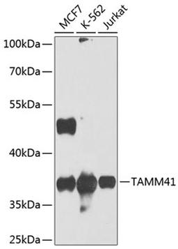 Western blot - TAMM41 antibody (A8374)