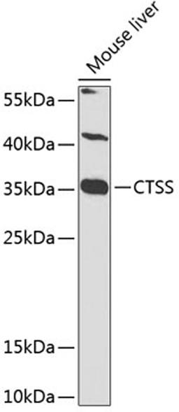 Western blot - CTSS antibody (A1874)