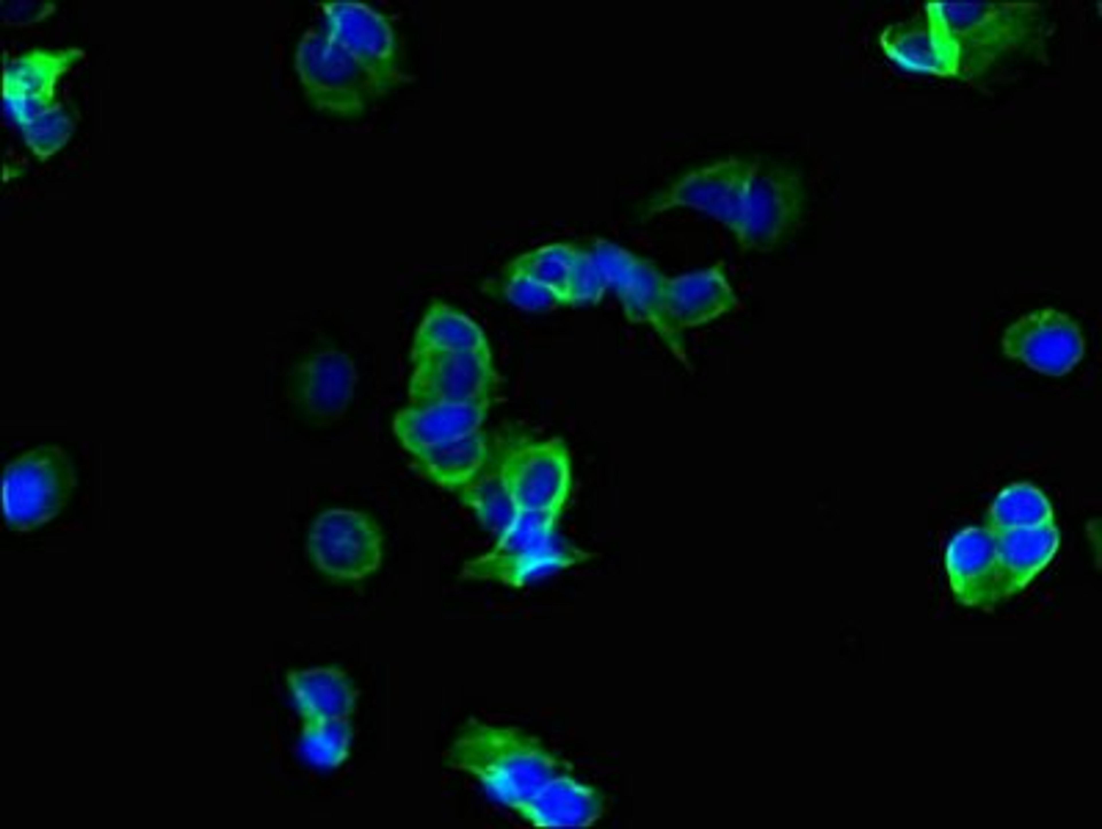 Immunofluorescence analysis of MCF-7 cells using ROMO1 antibody