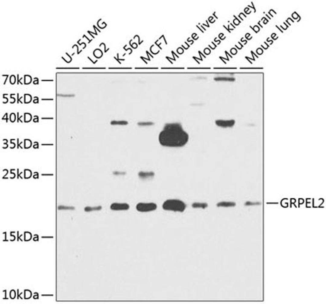 Western blot - GRPEL2 antibody (A8339)