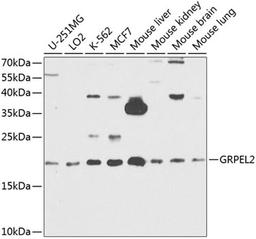 Western blot - GRPEL2 antibody (A8339)