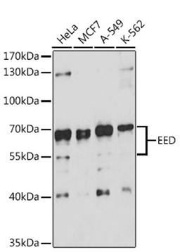 Western blot - EED antibody (A12773)