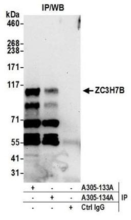 Detection of human ZC3H7B by western blot of immunoprecipitates.