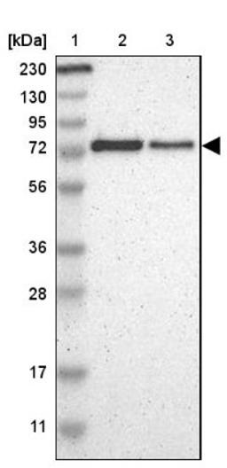 Western Blot: ThPok Antibody [NBP1-88077] - Lane 1: Marker [kDa] 230, 130, 95, 72, 56, 36, 28, 17, 11<br/>Lane 2: Human cell line RT-4<br/>Lane 3: Human cell line U-251MG sp