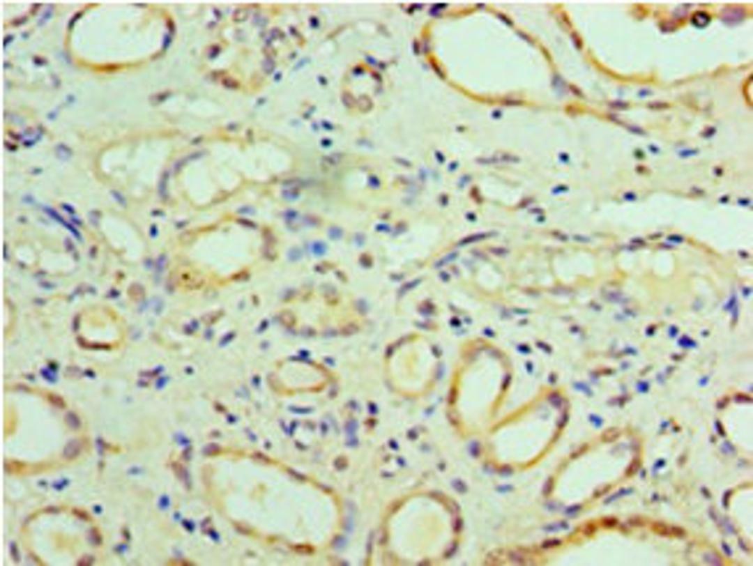 Immunohistochemistry of paraffin-embedded human kidney tissue using CSB-PA897084LA01HU at dilution of 1:100