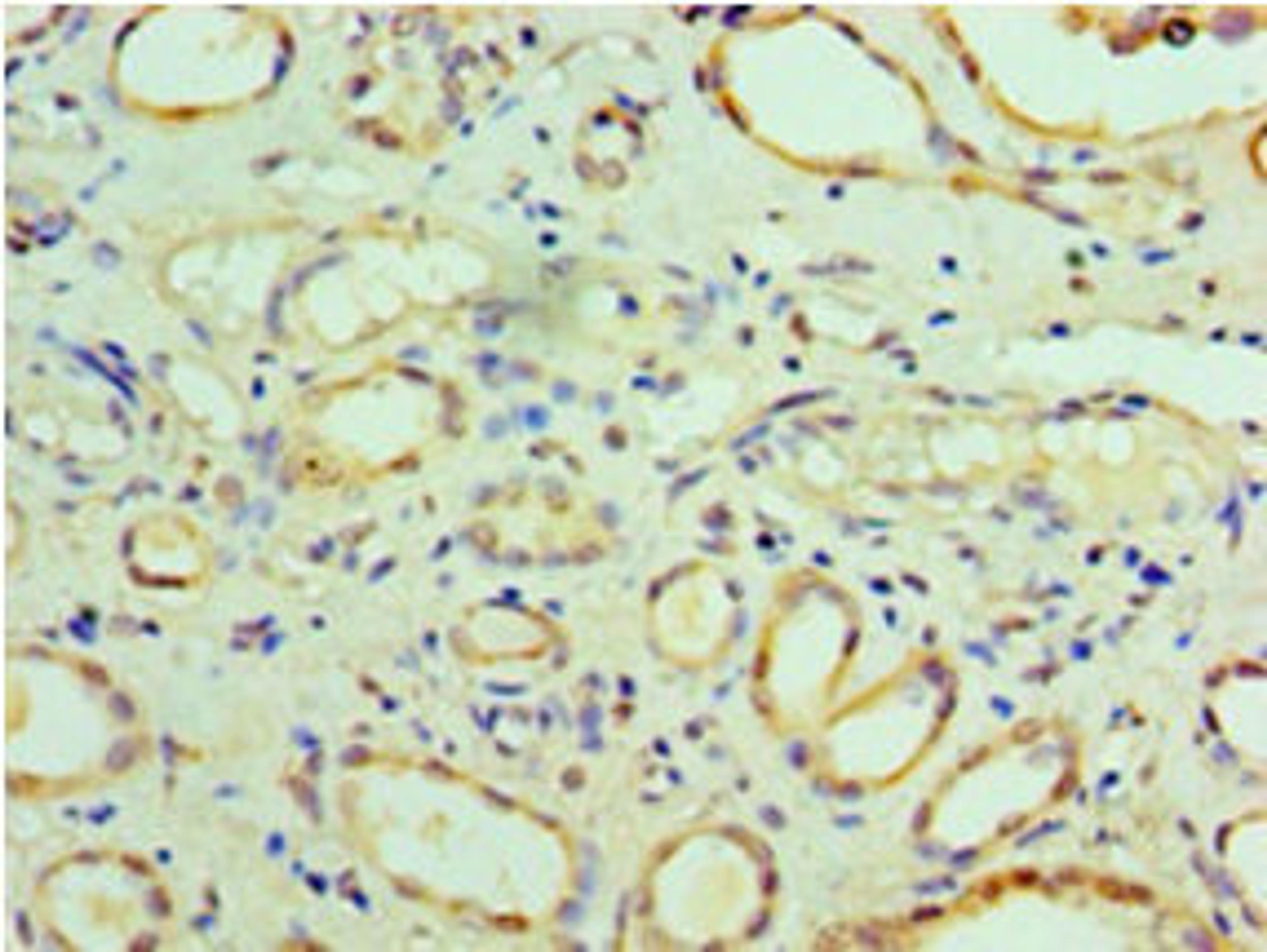 Immunohistochemistry of paraffin-embedded human kidney tissue using CSB-PA897084LA01HU at dilution of 1:100