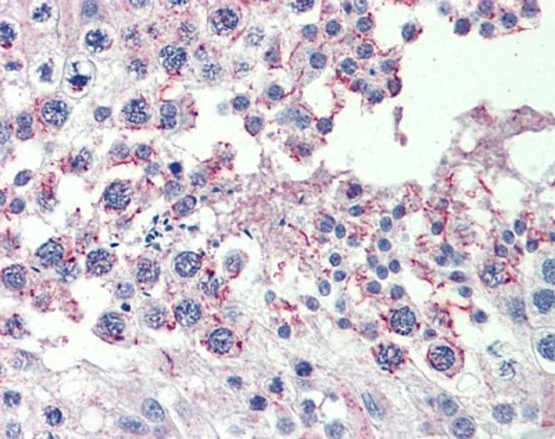 Immunohistochemistry: CPXCR1 Antibody [NBP1-80386] - Analysis of human testis after heat-induced Antigen retrieval. Antibody concentration 10 ug/ml.