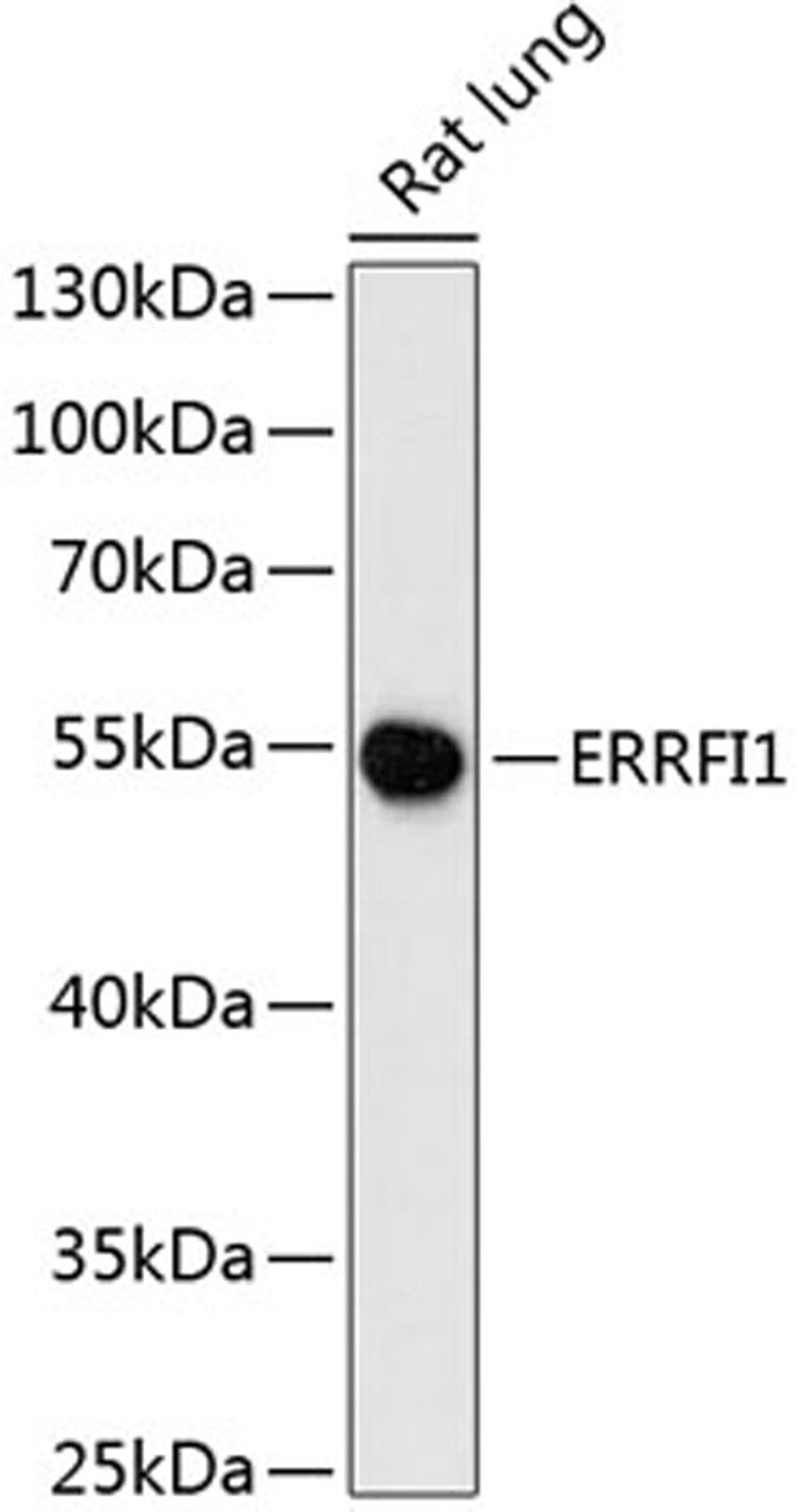 Western blot - ERRFI1 antibody (A13099)