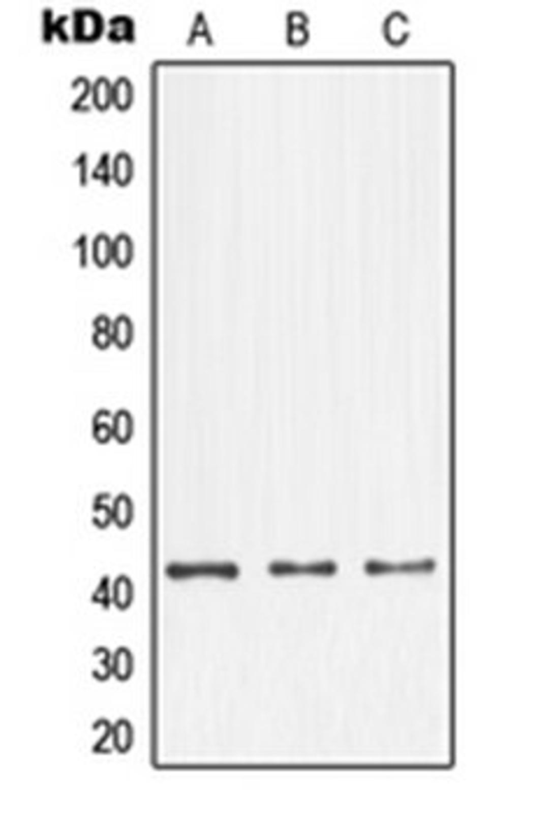 Western blot analysis of A431 (Lane 1), K562 (Lane 2), NIH3T3 (Lane 3) whole cell lysates using NFYA antibody