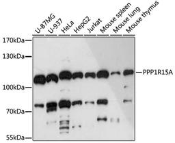 Western blot - PPP1R15A antibody (A16260)