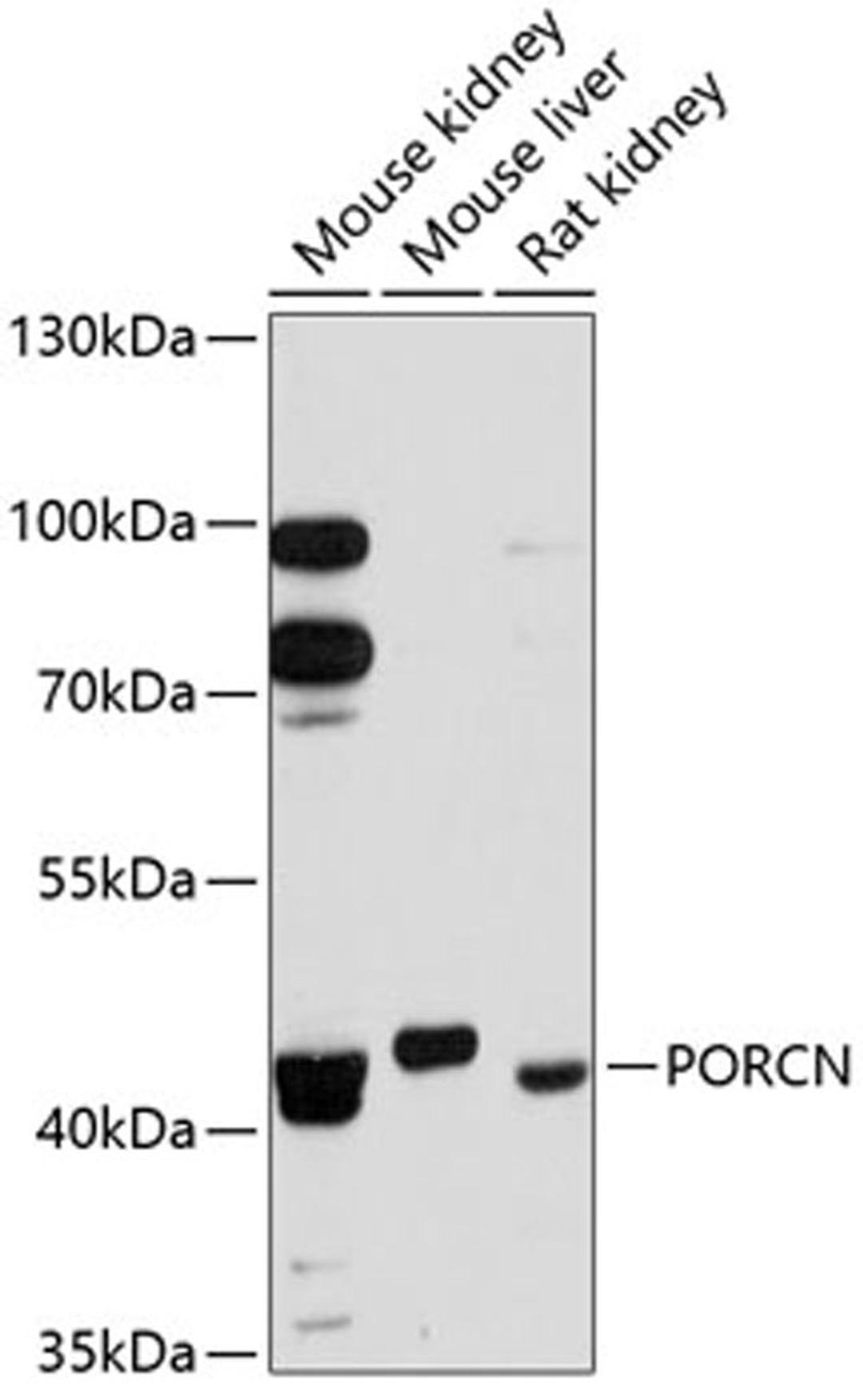 Western blot - PORCN antibody (A12250)