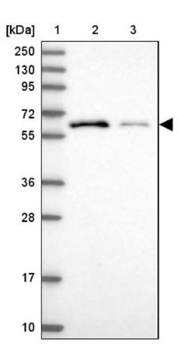 Western Blot: C18orf63 Antibody [NBP1-94061] - Lane 1: Marker [kDa] 250, 130, 95, 72, 55, 36, 28, 17, 10<br/>Lane 2: Human cell line RT-4<br/>Lane 3: Human cell line U-251MG sp