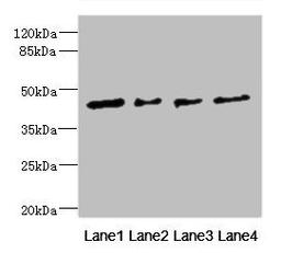 Western blot. All lanes: FCRL6 antibody at 1.29ug/ml. Lane 1: Hela whole cell lysate. Lane 2: A549 whole cell lysate. Lane 3: Jurkat whole cell lysate. Lane 4: HepG2 whole cell lysate. Secondary. Goat polyclonal to rabbit IgG at 1/10000 dilution. Predicted band size: 48, 46, 44, 35 kDa. Observed band size: 48 kDa. 