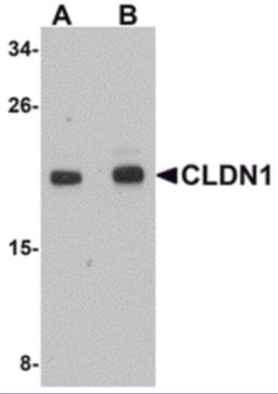 Western blot analysis of CLDN1 in HepG2 cell lysate with CLDN1 antibody at (A) 1 and (B) 2 &#956;g/mL.