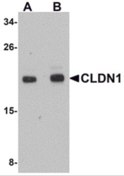Western blot analysis of CLDN1 in HepG2 cell lysate with CLDN1 antibody at (A) 1 and (B) 2 μg/mL.