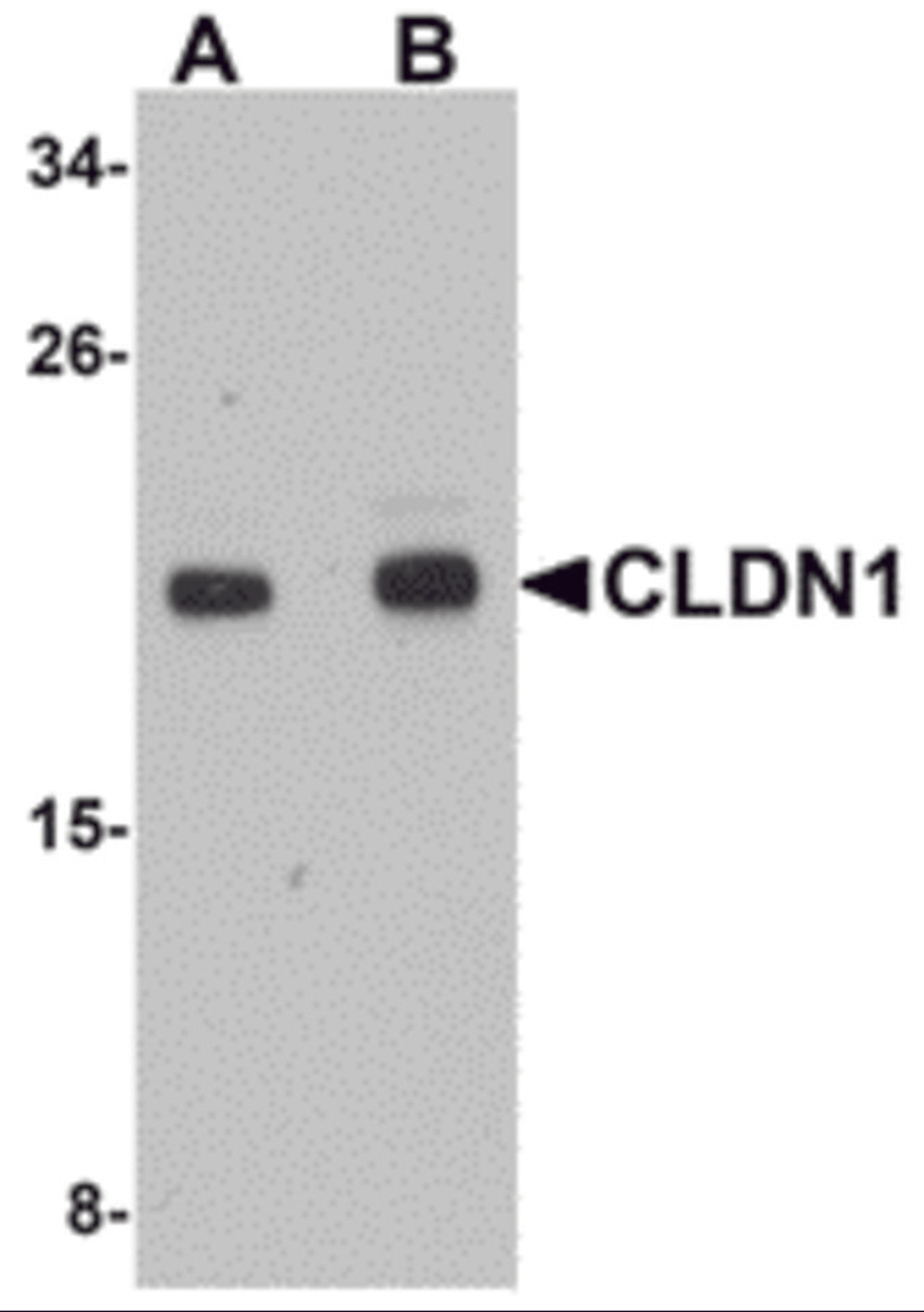 Western blot analysis of CLDN1 in HepG2 cell lysate with CLDN1 antibody at (A) 1 and (B) 2 μg/mL.