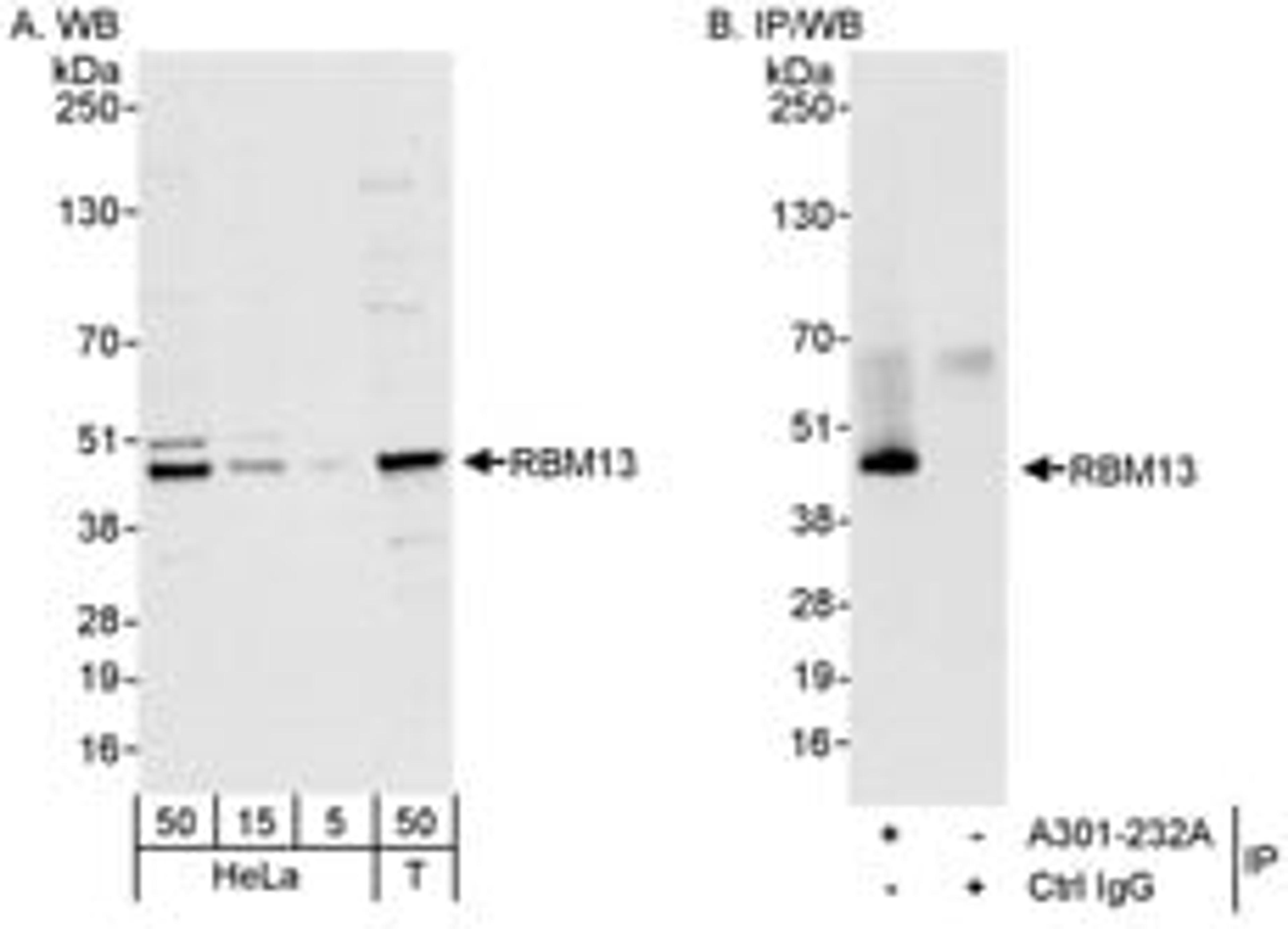 Detection of human RBM13 by western blot and immunoprecipitation.