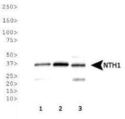 Western Blot: NTH1 Antibody [NB100-108] - Analysis of NTH1 expression in 1) HeLa, 2) A-431, 3) MCF7 whole cell lysates.