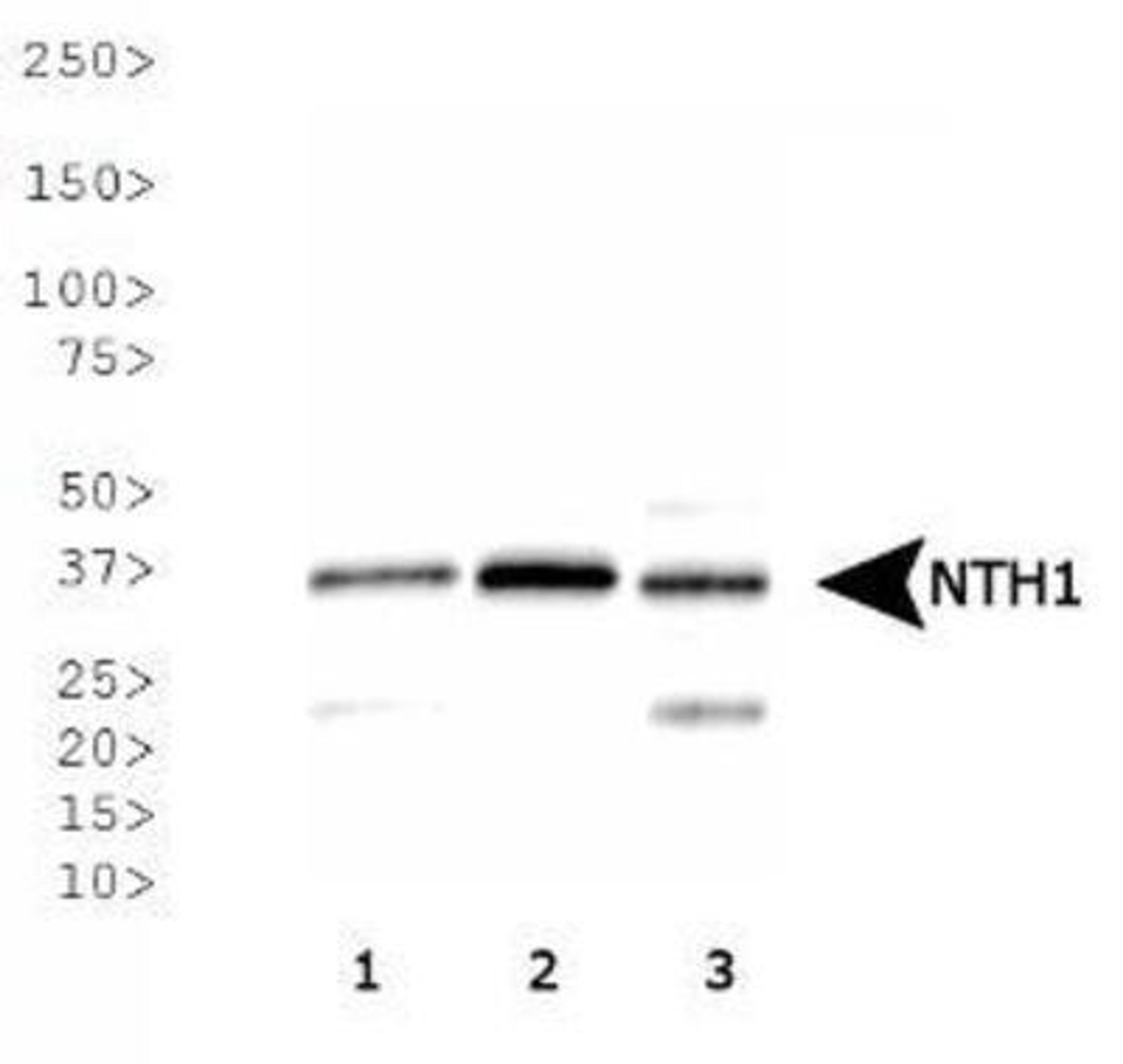 Western Blot: NTH1 Antibody [NB100-108] - Analysis of NTH1 expression in 1) HeLa, 2) A-431, 3) MCF7 whole cell lysates.