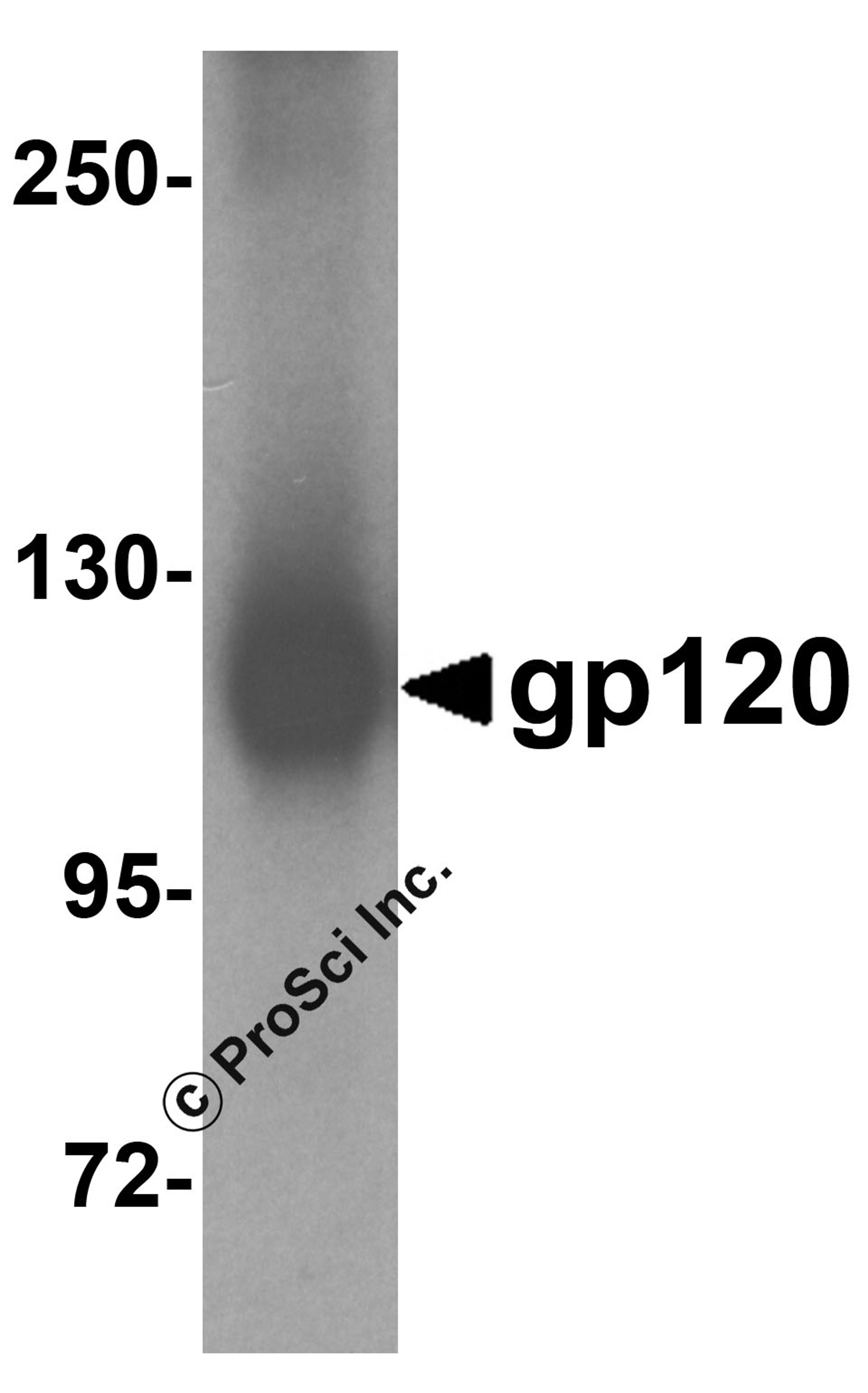 Western blot analysis of 5 ng of gp120 with gp120 antibody at 1 μg/mL.