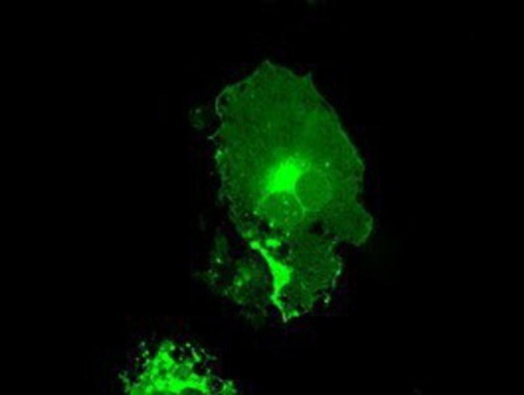 Immunocytochemistry/Immunofluorescence: FCGR2A Antibody (9G5) [NBP1-47735] Staining of COS7 cells transiently transfected by pCMV6-ENTRY FCGR2A.