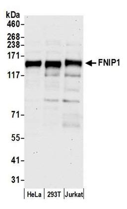 Detection of human FNIP1 by WB.