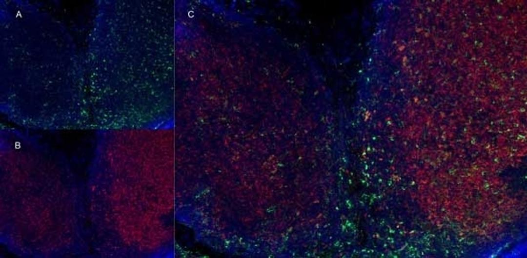 Immunofluorescence staining of mouse lymph node cryosection using Rat anti Mouse CD11b antibody