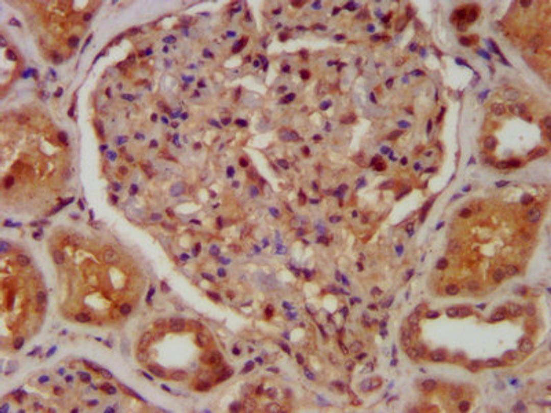 IHC image of CSB-PA004390LA01HU diluted at 1:400 and staining in paraffin-embedded human kidney tissue performed on a Leica BondTM system. After dewaxing and hydration, antigen retrieval was mediated by high pressure in a citrate buffer (pH 6.0). Section was blocked with 10% normal goat serum 30min at RT. Then primary antibody (1% BSA) was incubated at 4&deg;C overnight. The primary is detected by a biotinylated secondary antibody and visualized using an HRP conjugated SP system.