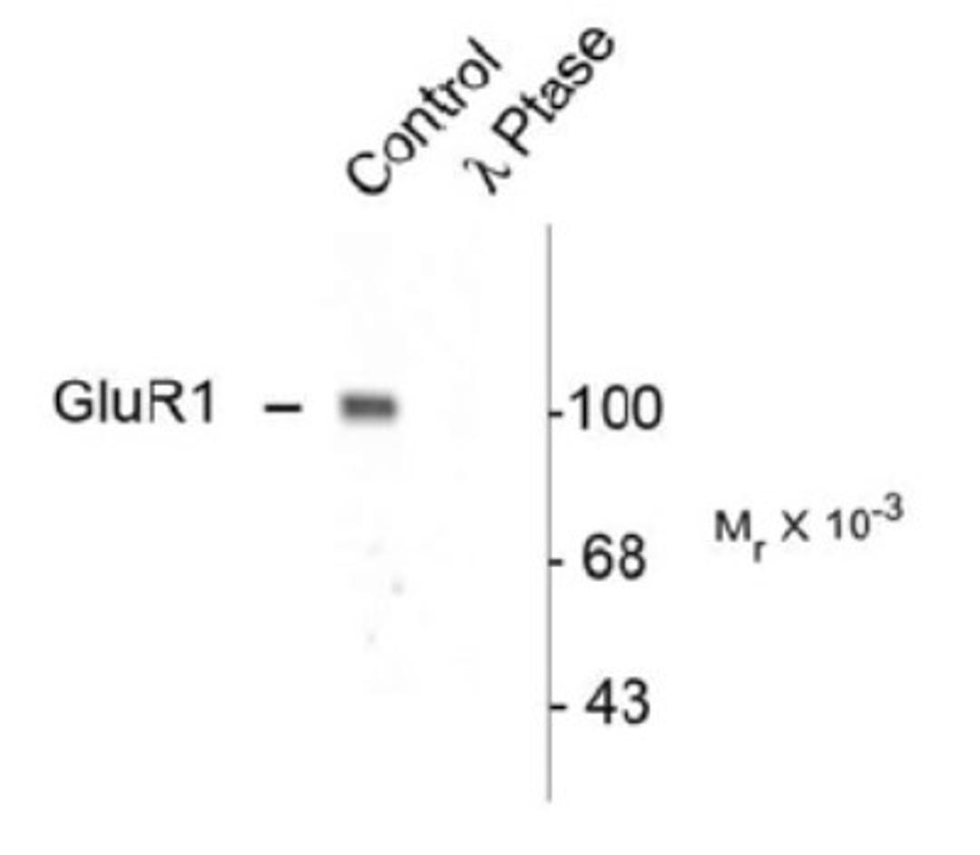 Western Blot: Glutamate Receptor 1 [p Ser845] Antibody [NB300-171] - Western blot of rat hippocampal lysate showing specific immunolabeling of the ~100k GluR1 protein phosphorylated at Ser845 (Control). The phosphospecificity of this labeling is shown in the second lane (lambda-phosphatase: lambda-Ptase). The blot is identical to the control except that it was incubated in lambda-Ptase (1200 units for 30 min) before being exposed to the GluR1 Ser845 antibody. The immunolabeling is completely eliminated by treatment with lambda-Ptase.